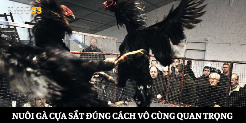 Nuôi gà cựa sắt đúng cách vô cùng quan trọng