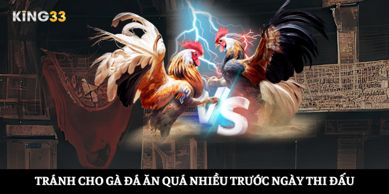 Tránh cho gà đá ăn quá nhiều trước ngày thi đầu